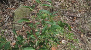 Polyscias sambucifolia plant with wide leaflets