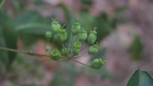 Polyscias sambucifolia fruit