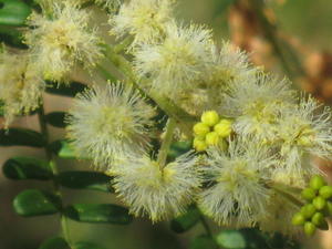 Acacia terminalis - Sunshine Wattle