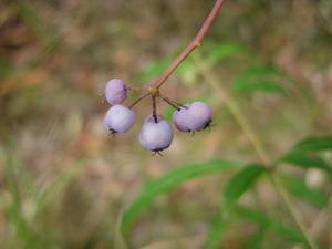 Polyscias sambucifolia fruit 