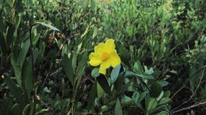 Hibbertia scandens flower