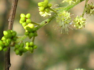 Acacia terminalis buds 