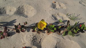 Hibbertia scandens flower on tendril