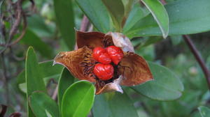 Hibbertia scandens fruit