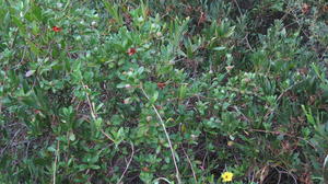 Hibbertia scandens plant scrambling over shrub