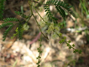 Acacia terminalis buds