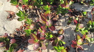 Hibbertia scandens red leaf and bud colour on dunes 
