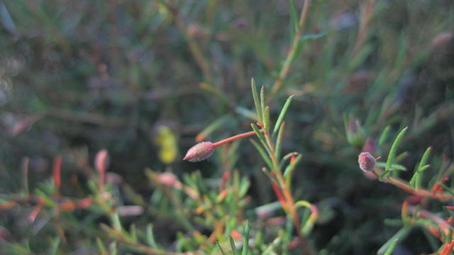 Hibbertia acicularis long stem on bud