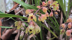 Cymbidium suave flower spike