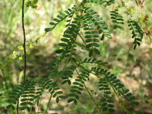 Acacia terminalis leaves
