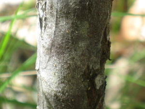 Acacia terminalis bark