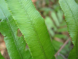 Blechnum ambiguum serrated leaflet