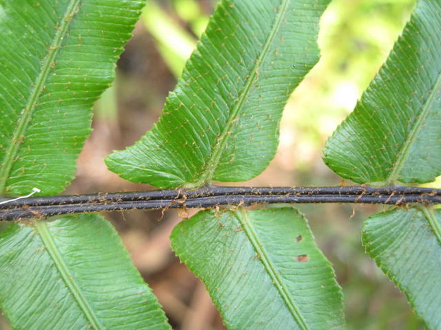 Blechnum ambiguum base of leaflets