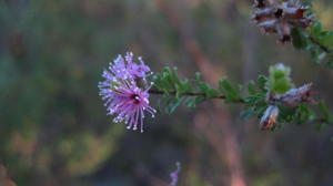 Kunzea capitata flower and fruit