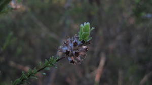 Kunzea capitata fruit