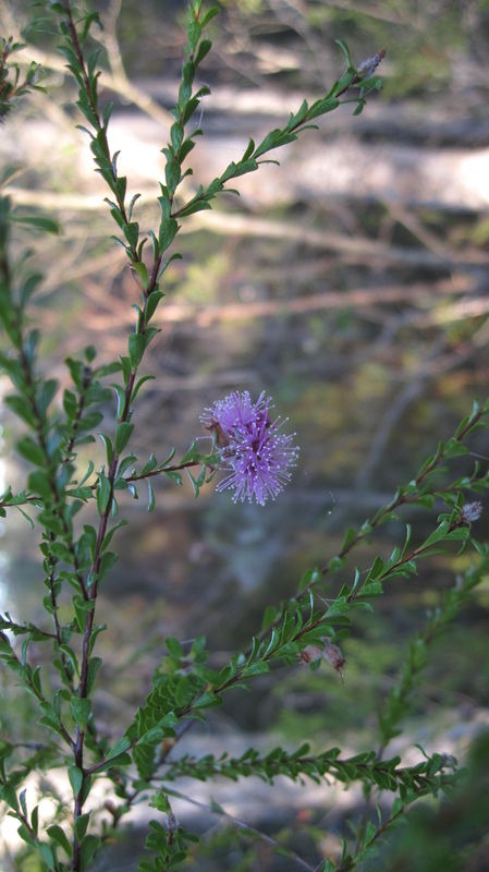 Kunzea capitata flower