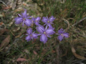 Thysanotus tuberosus flowers