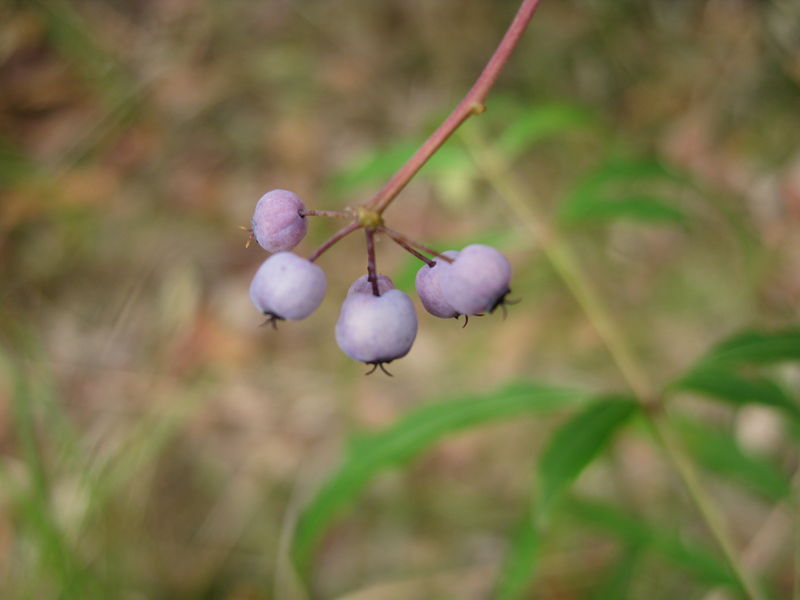 Polyscias sambucifolia fruit 