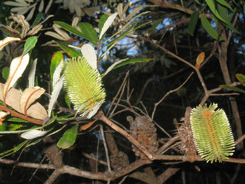 Banksia oblongifolia flower and seed cones