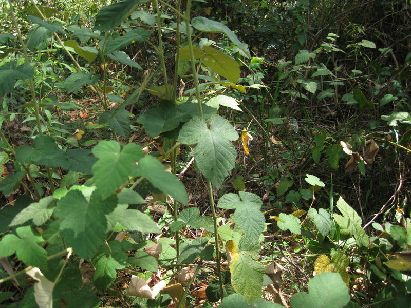 Rubus moluccanus canes of new growth