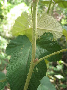 Rubus moluccanus prickly stem