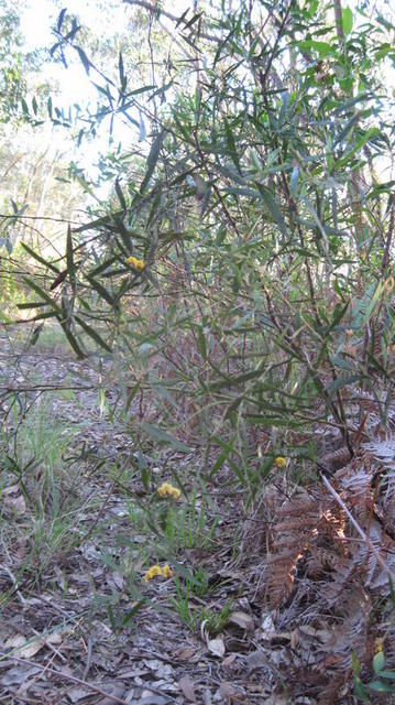 Daviesia mimosoides shrub