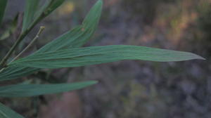 Daviesia mimosoides leaf