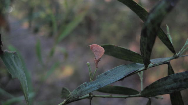 Daviesia mimosoides fruit