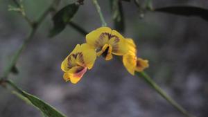 Daviesia mimosoides flowers