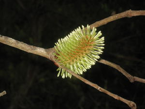 Banksia oblongifolia flower cone 