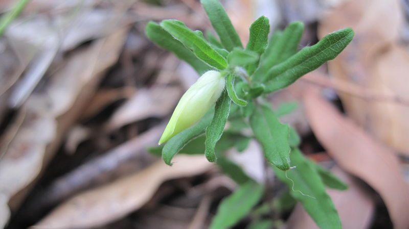 Billardiera scandens bud