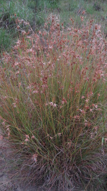 Themeda australis plant shape