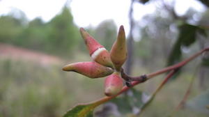 Eucalyptus fibrosa buds