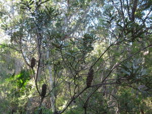 Banksia oblongifolia habit