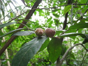 Ficus coronata fruit