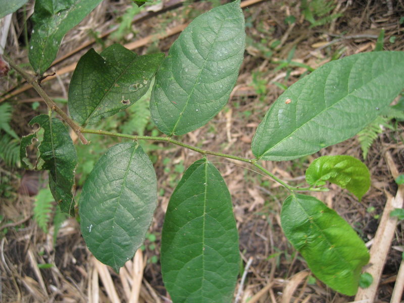 Ficus coronata small branch