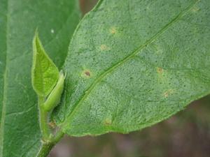 Ficus coronata leaf and new growth