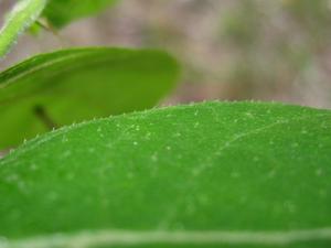 Ficus coronata hooked hairs on surface of leaf