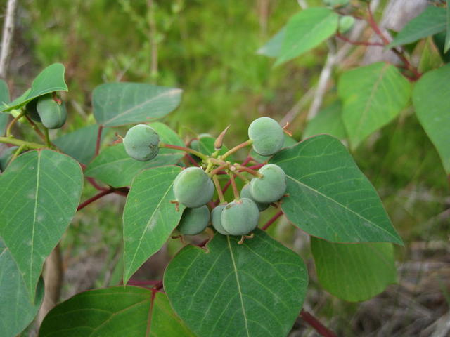 Omalanthus populifolius fruit