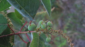 Omalanthus populifolius flowers and fruit