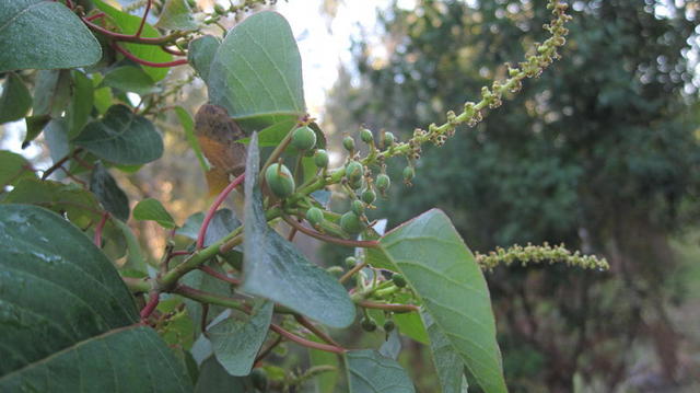 Omalanthus populifolius flowers and fruit