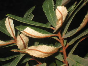 Banksia oblongifolia rusty branchlets