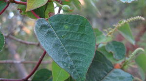 Omalanthus populifolius leaf