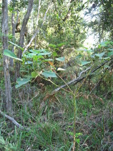 Omalanthus populifolius small shrub 