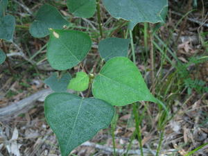 Omalanthus populifolius heart shaped leaf 
