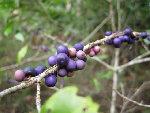 Myrsine variabilis ripe fruit