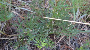 Trachymene incisa leaves