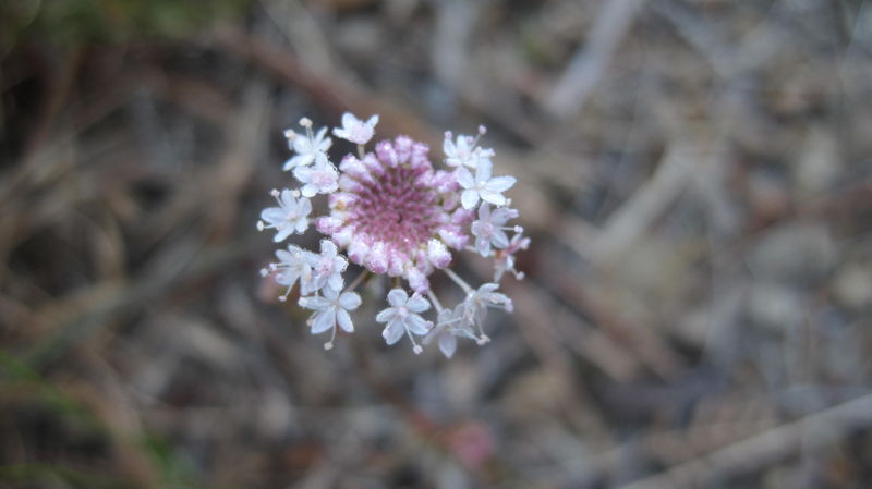 Trachymene incisa flower