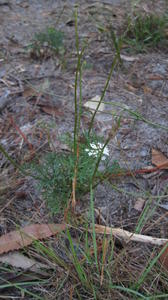 Trachymene incisa with long stemmed flowers