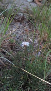 Trachymene incisa plant shape